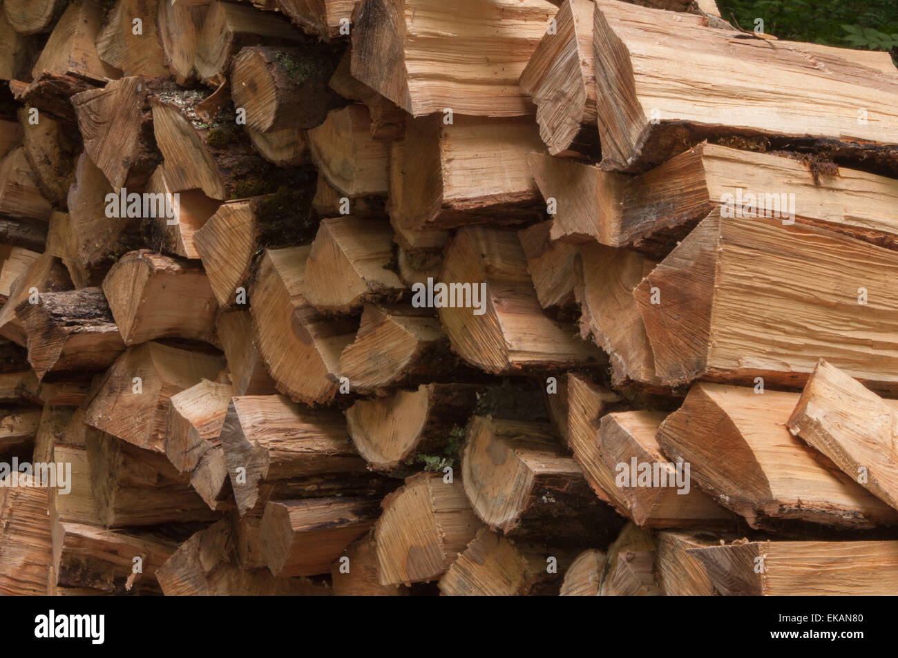 Troncos de madera de arce cortar y dividir para leña en un bosque de  Ontario Fotografía de stock - Alamy