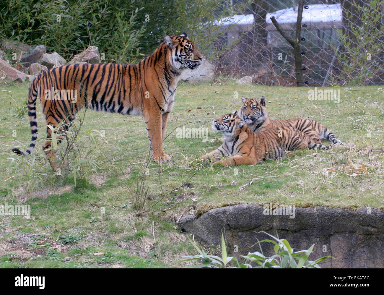 Hembra tigre de Sumatra (Panthera tigris sumatrae) con dos de sus 6 meses de edad cachorros gemelos en hamburguesas Bush Zoo de Arnhem, Países Bajos Foto de stock