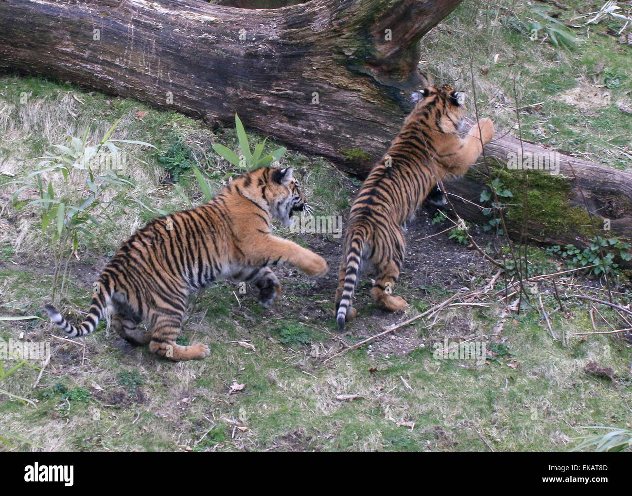 Hembra Cachorros de tigre de Sumatra (Panthera tigris sumatrae) jugando y persiguiendo mutuamente a Bush Burgers' Zoo de Arnhem, Países Bajos Foto de stock