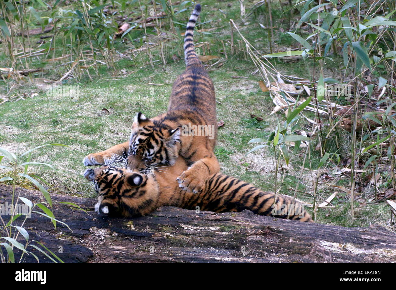 Seis meses Cachorros de tigre de Sumatra (Panthera tigris sumatrae), jugar y áspero-vivienda Foto de stock