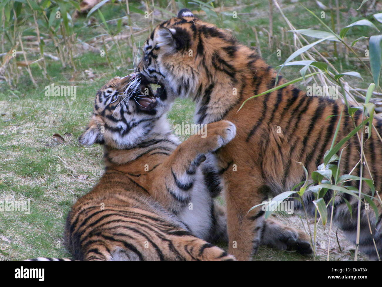 Cachorros de tigre de Sumatra (Panthera tigris sumatrae) tocando y mordiendo cada otros Foto de stock