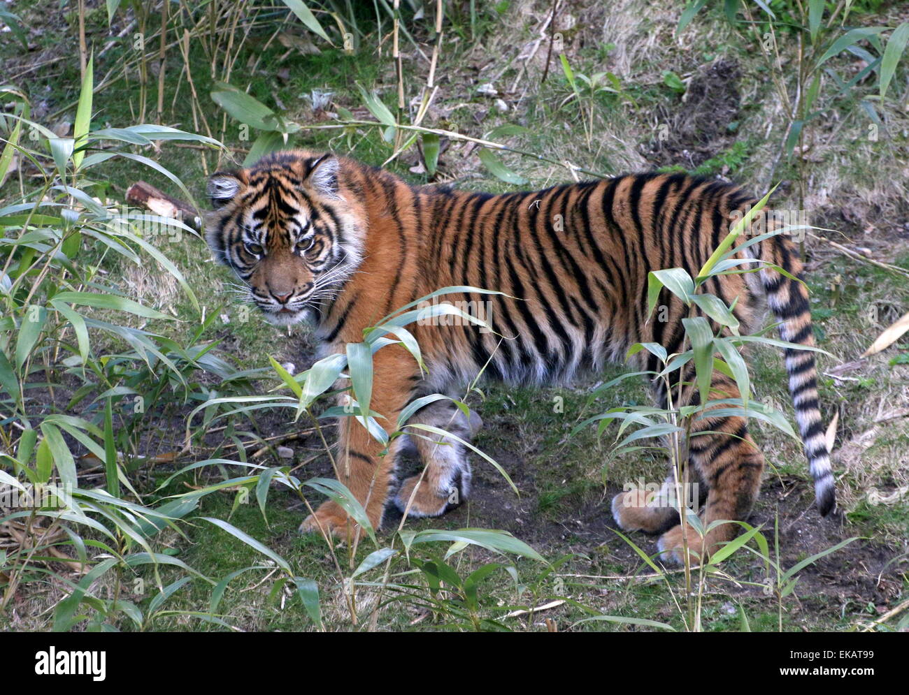 Seis meses de edad Cachorro de Tigre de Sumatra (Panthera tigris sumatrae) ha ido explorando Foto de stock