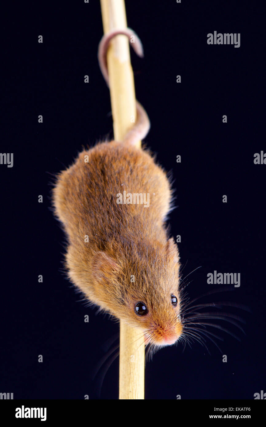 Ratón cosecha euroasiático (microbios minutus) Foto de stock