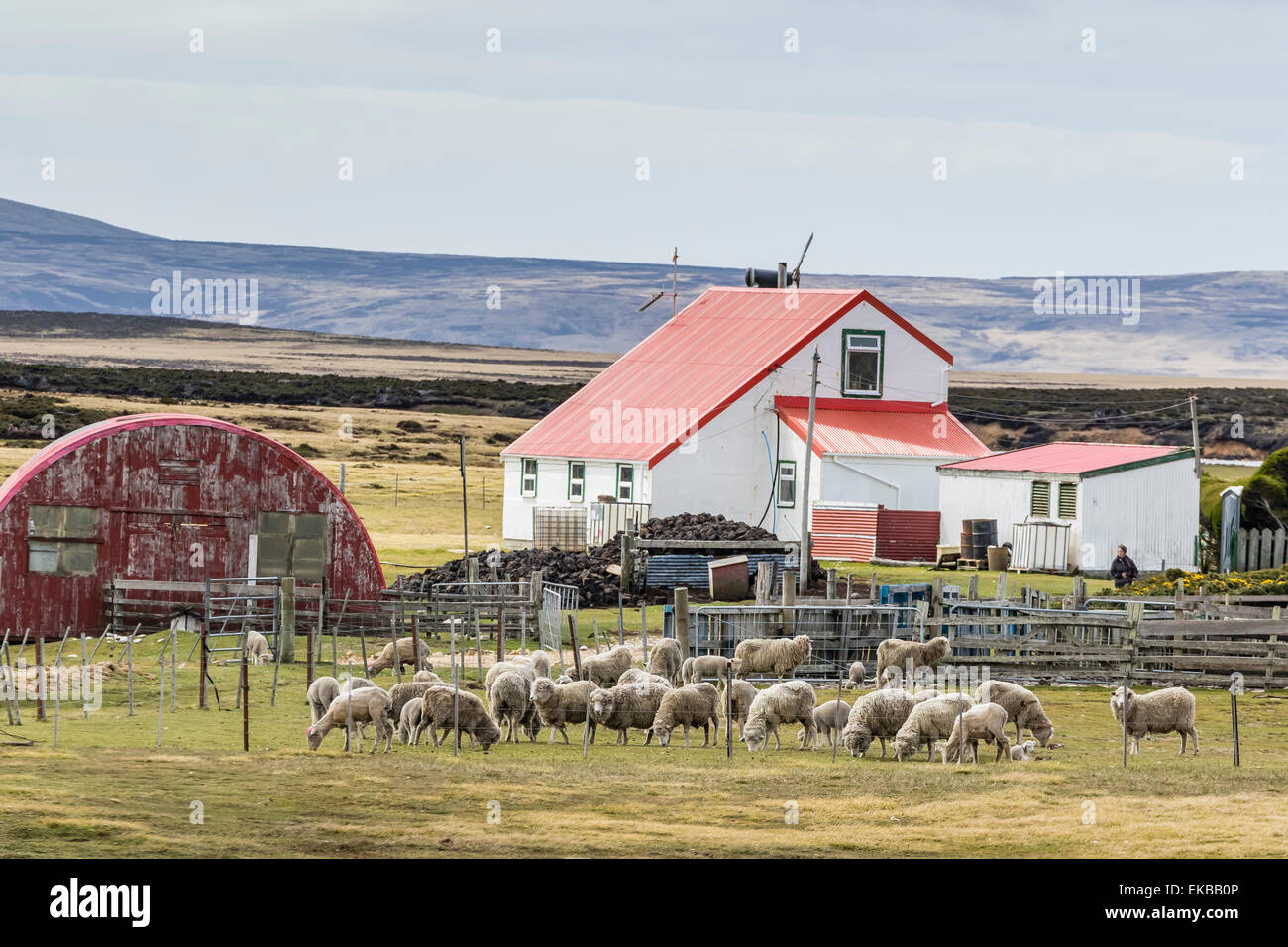 Ovejas esperando ser esquilados en Long Island explotaciones de ovejas, fuera de Stanley, Islas Malvinas, Reino Unido protectorado extranjero Foto de stock