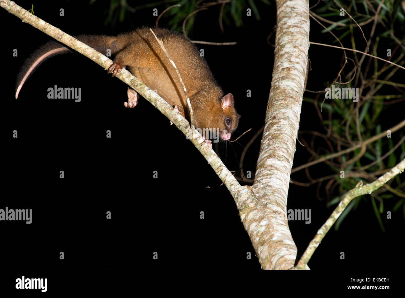 Cobrizos Brushtail Possum, arbórea possum nocturnas de la selva endémica de Atherton Tablelands, Queensland, Australia Foto de stock