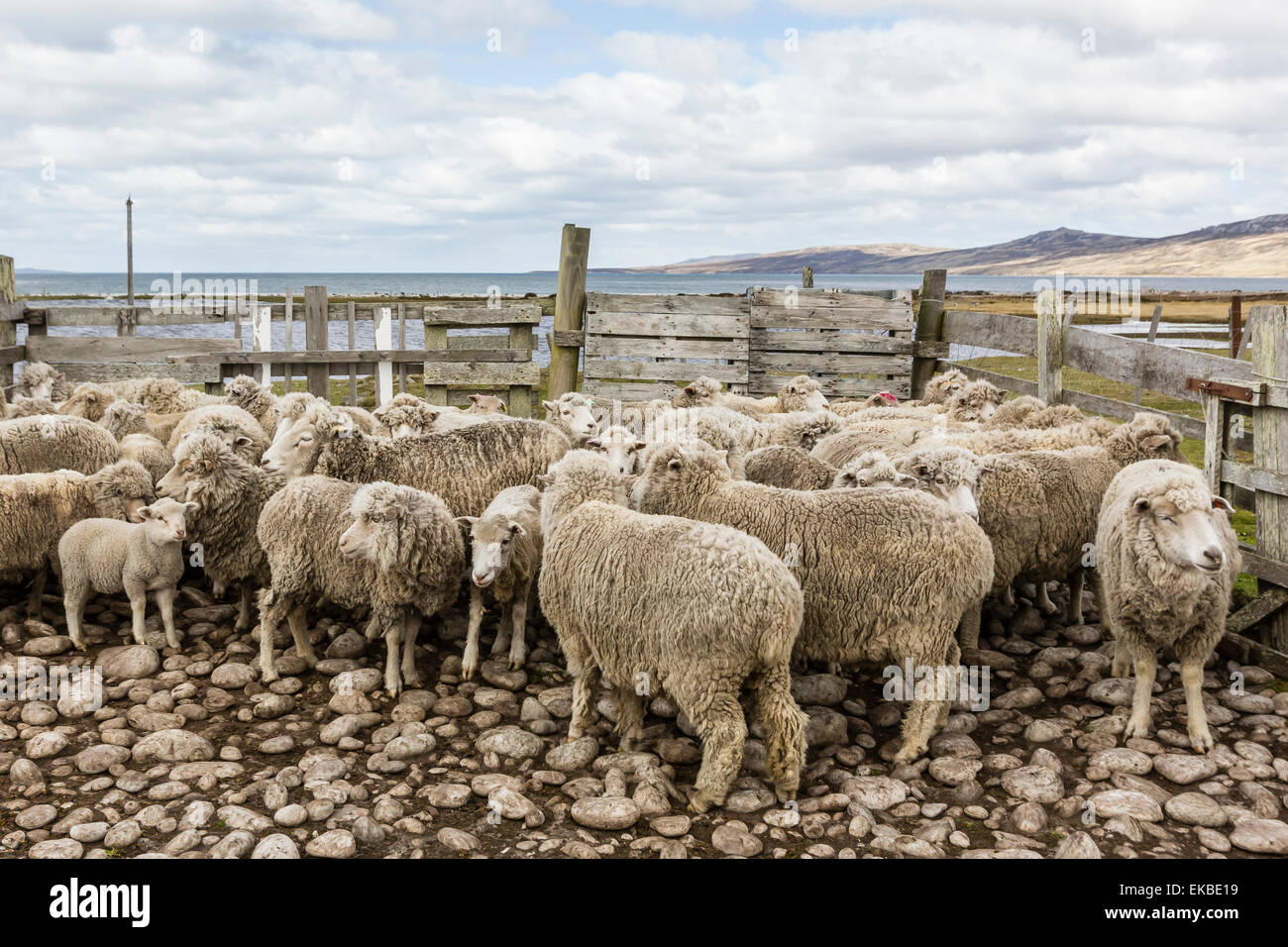Ovejas esperando ser esquilados en Long Island explotaciones de ovejas, fuera de Stanley, Islas Malvinas, Reino Unido protectorado extranjero Foto de stock