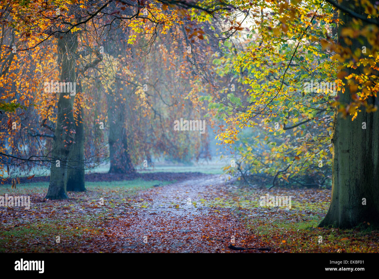 Otoño en Los Jardines de Kew, Sitio del Patrimonio Mundial de la UNESCO, Kew, Greater London, England, Reino Unido, Europa Foto de stock