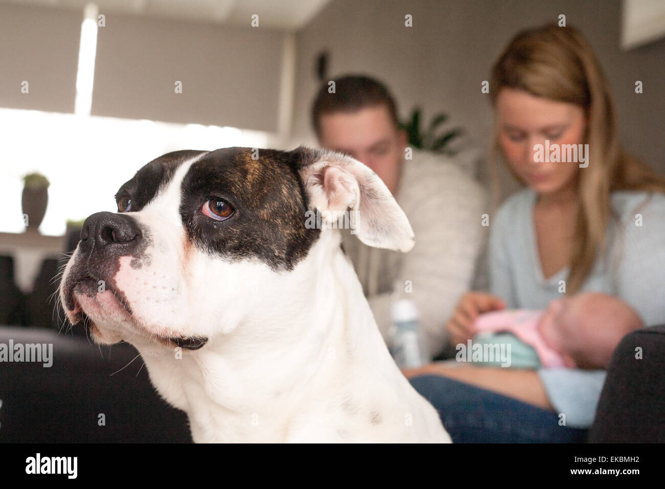 Bulldog Americano De Bebe Fotografia De Stock Alamy
