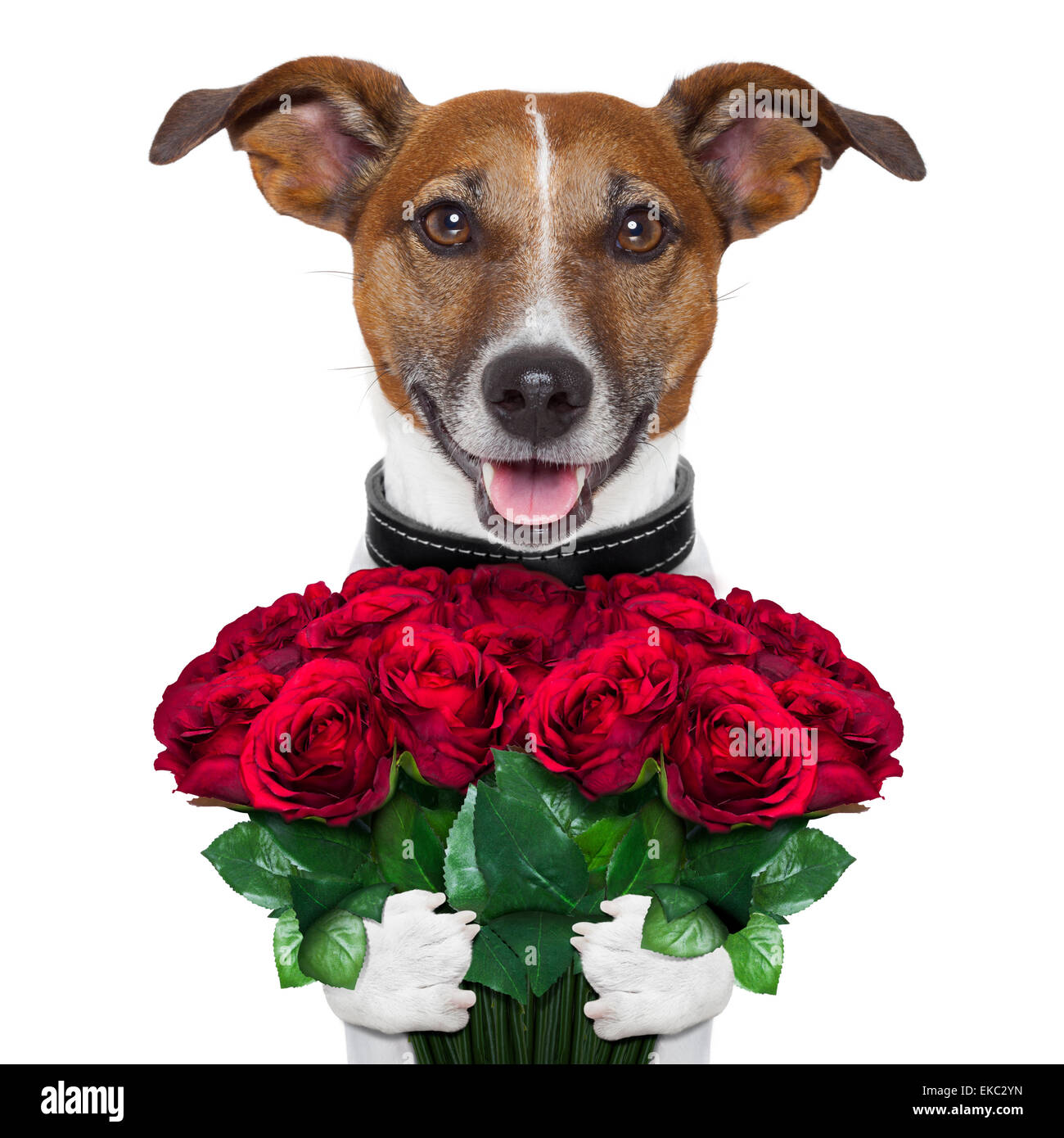 Ramo de perro fotografías e imágenes de alta resolución - Alamy