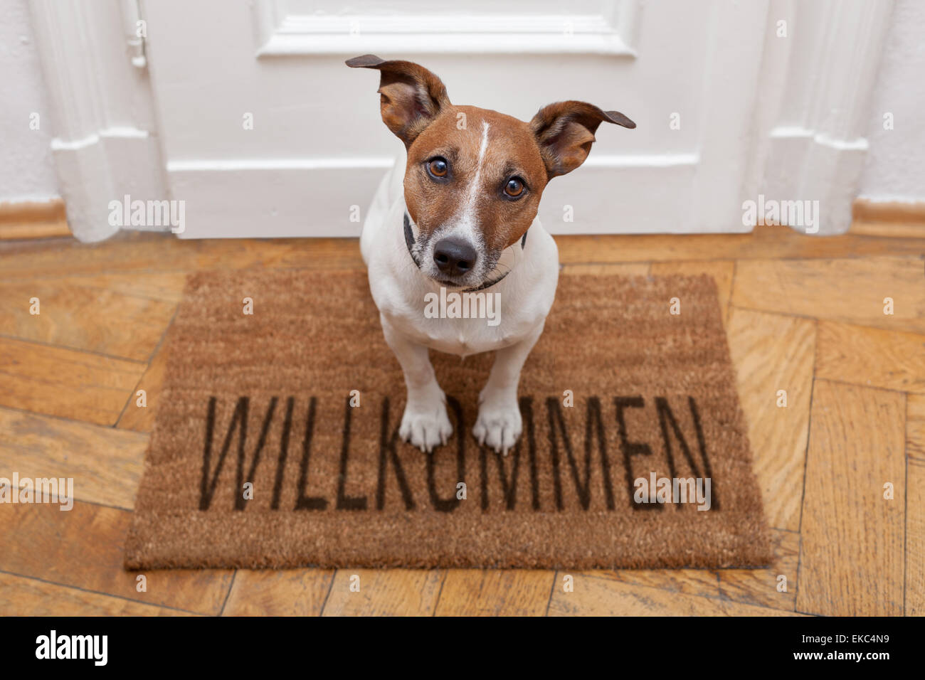 Las mascotas están bienvenidas!❤️🐶 – Foto de O Colmado D'arou