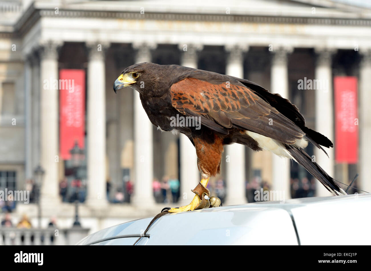 Un halcón de Harris, usado para controlar las palomas en Trafalgar Square, se muestra al público durante las vacaciones de Pascua de 2015 Foto de stock