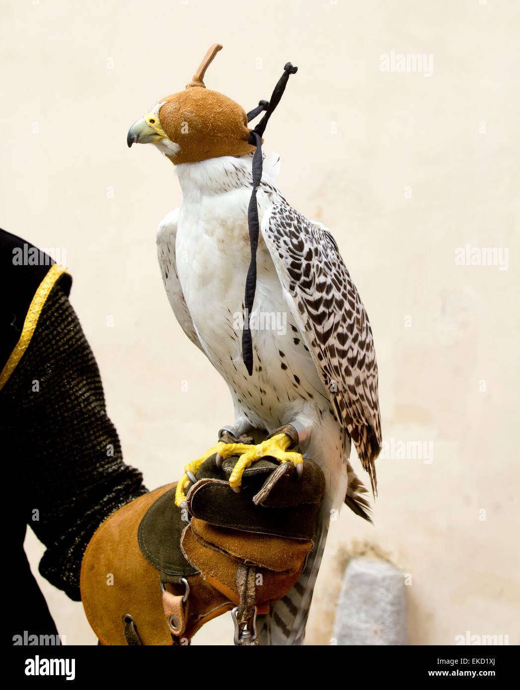 Cetrería ave rapaz falcon guante en la mano Fotografía de stock - Alamy