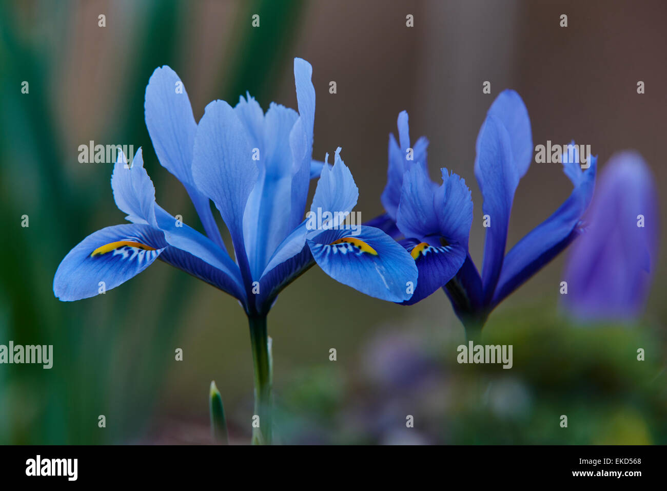 Iris reticulata es un enano de florecimiento temprano, planta bulbosa perenne. Foto de stock