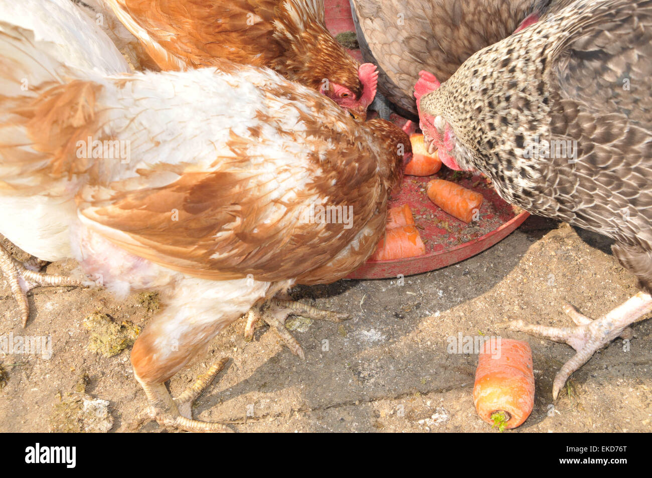 Cuatro pollos de rango libre disfrutando de unos restos vegetales saludables al aire libre Foto de stock