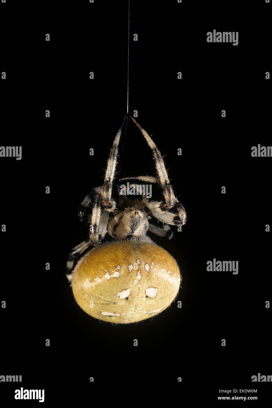 Cruz común - Araña Araneus quadratus Foto de stock