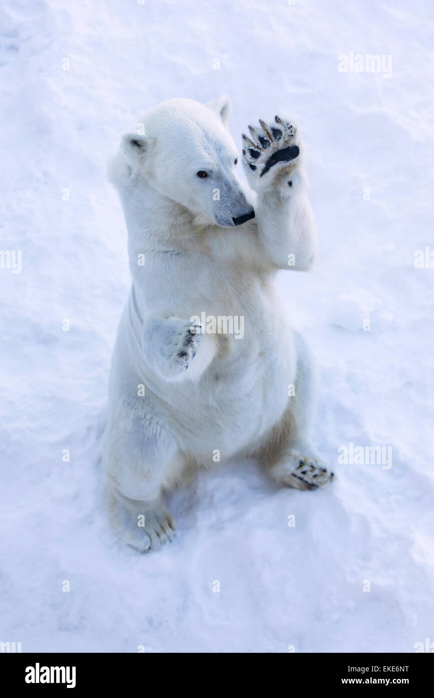 El oso polar (Ursus maritimus) hembra de pie hasta el olor de los alimentos Foto de stock