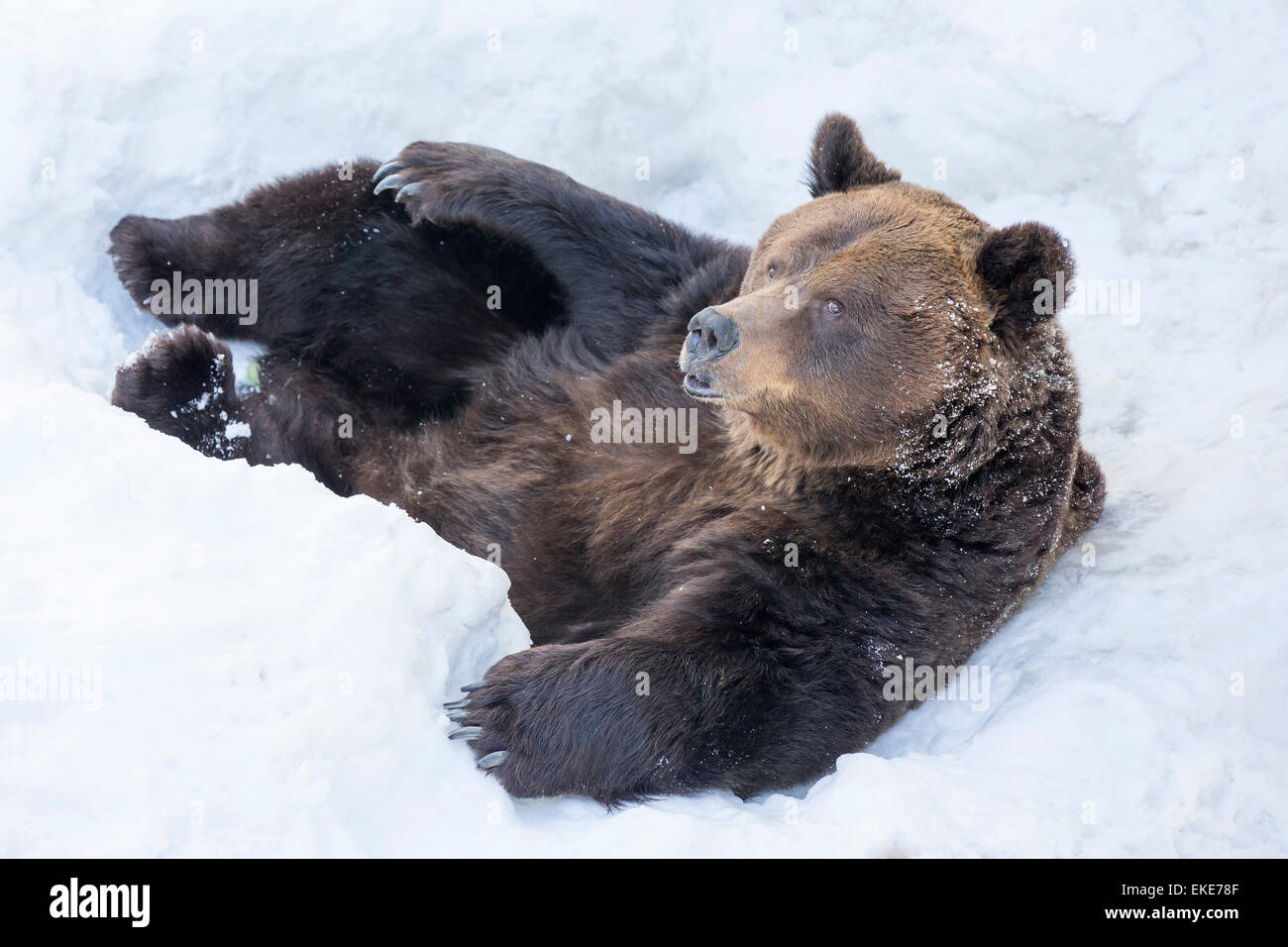 Oso grizzly (Ursus arctos horribilis) tendido en la nieve tras salir de una hibernación durante el invierno Foto de stock