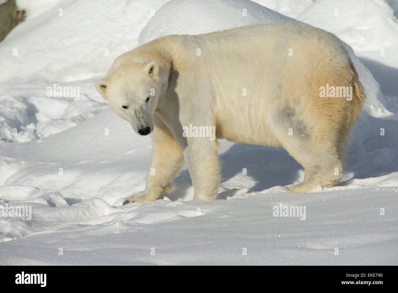 El oso polar (Ursus maritimus) mujeres caminando en la nieve fresca Foto de stock
