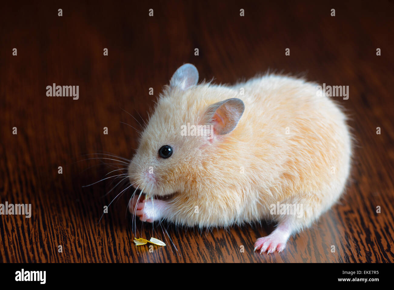 Pequeño, bonito hamster amarillo pálido sobre una superficie de madera Foto de stock