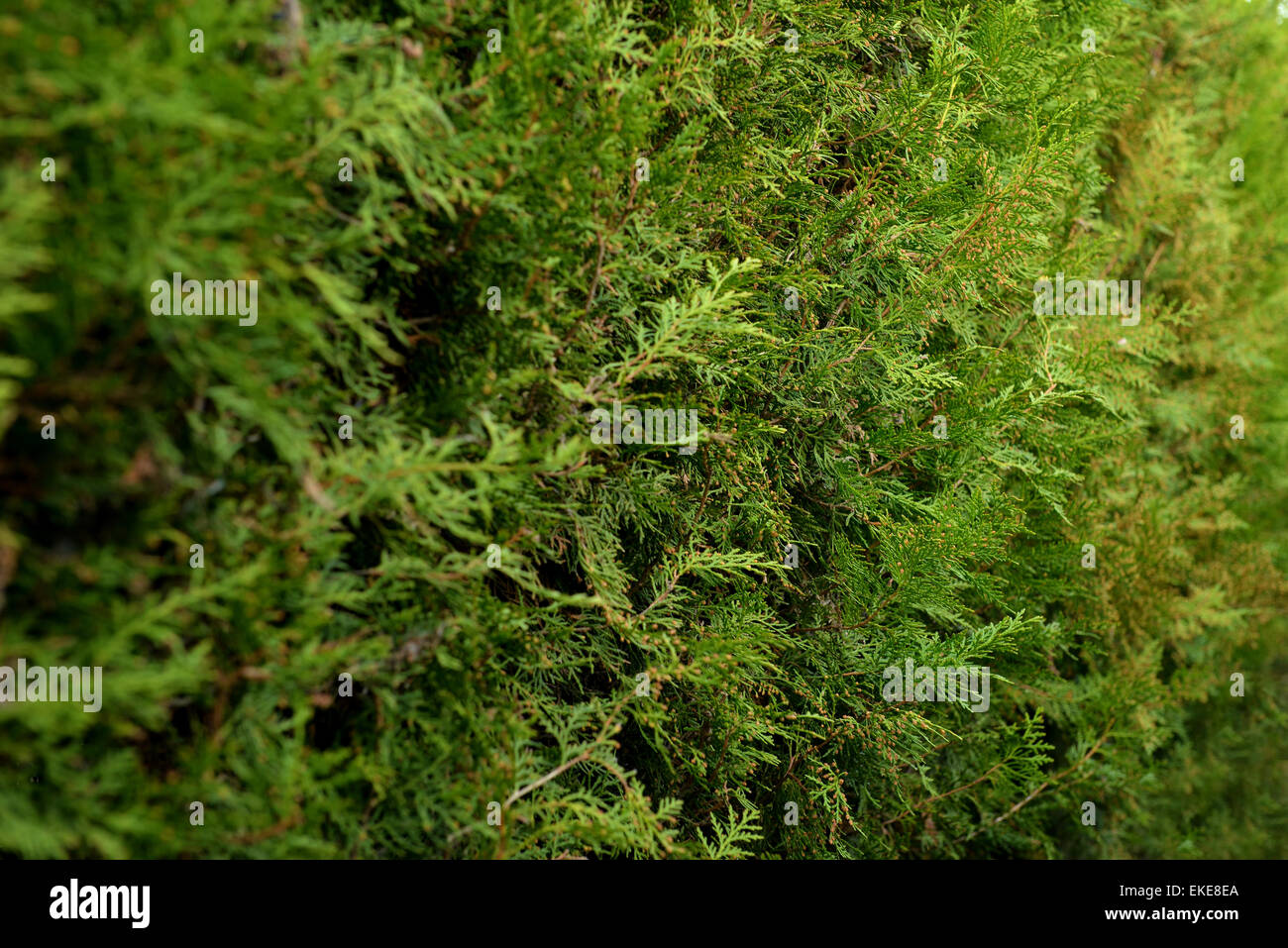 Thuja closeup en luz natural Foto de stock