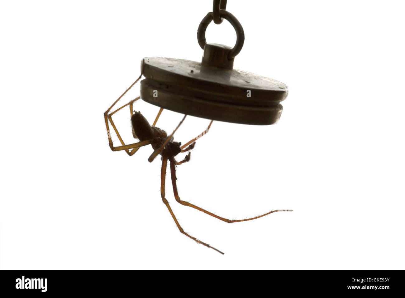 Casa - Araña Tegenaria domestica Foto de stock