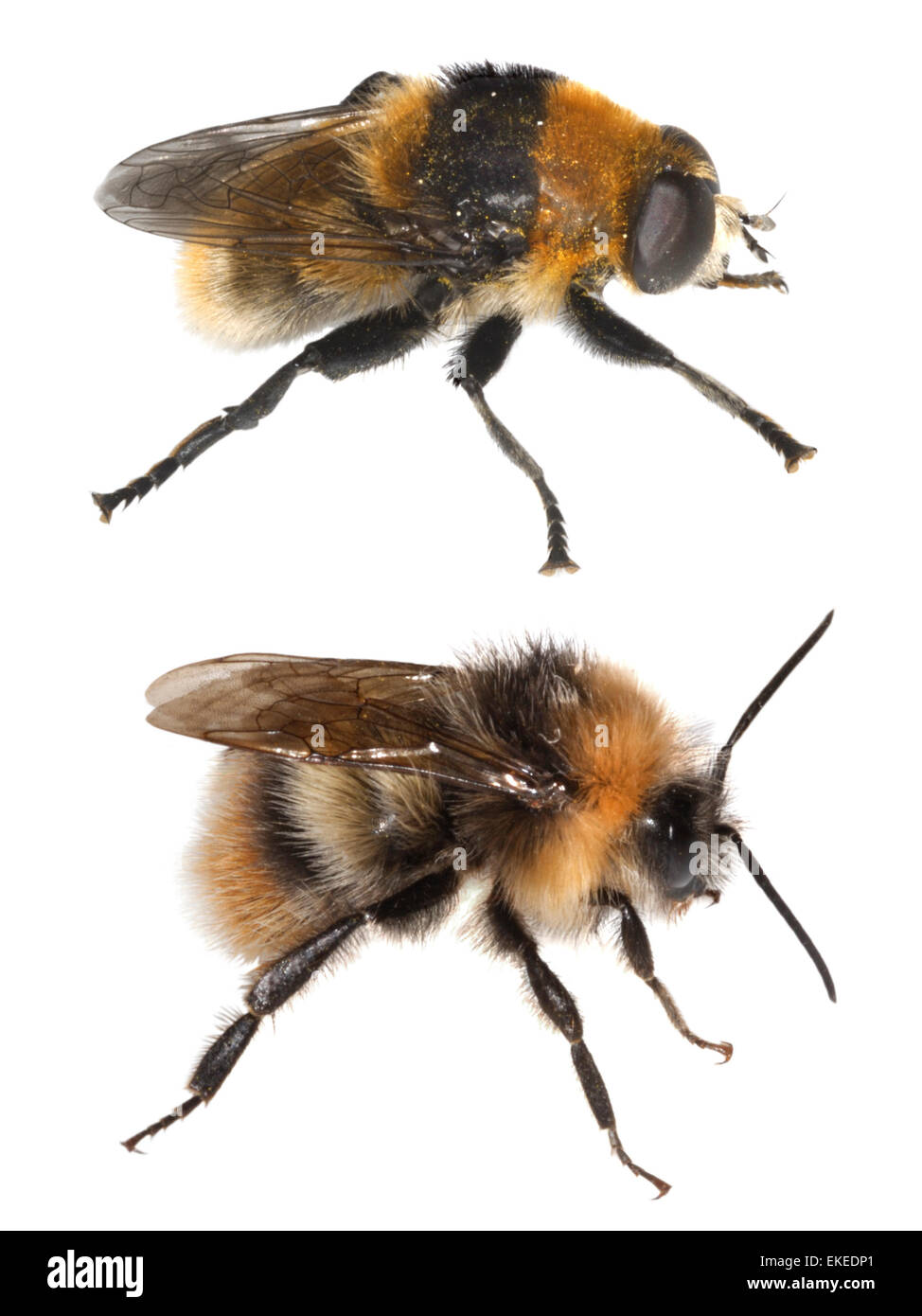 De abejorros Bombus lucorum (inferior) y hoverfly imitan Volucella bombylans (arriba) Foto de stock