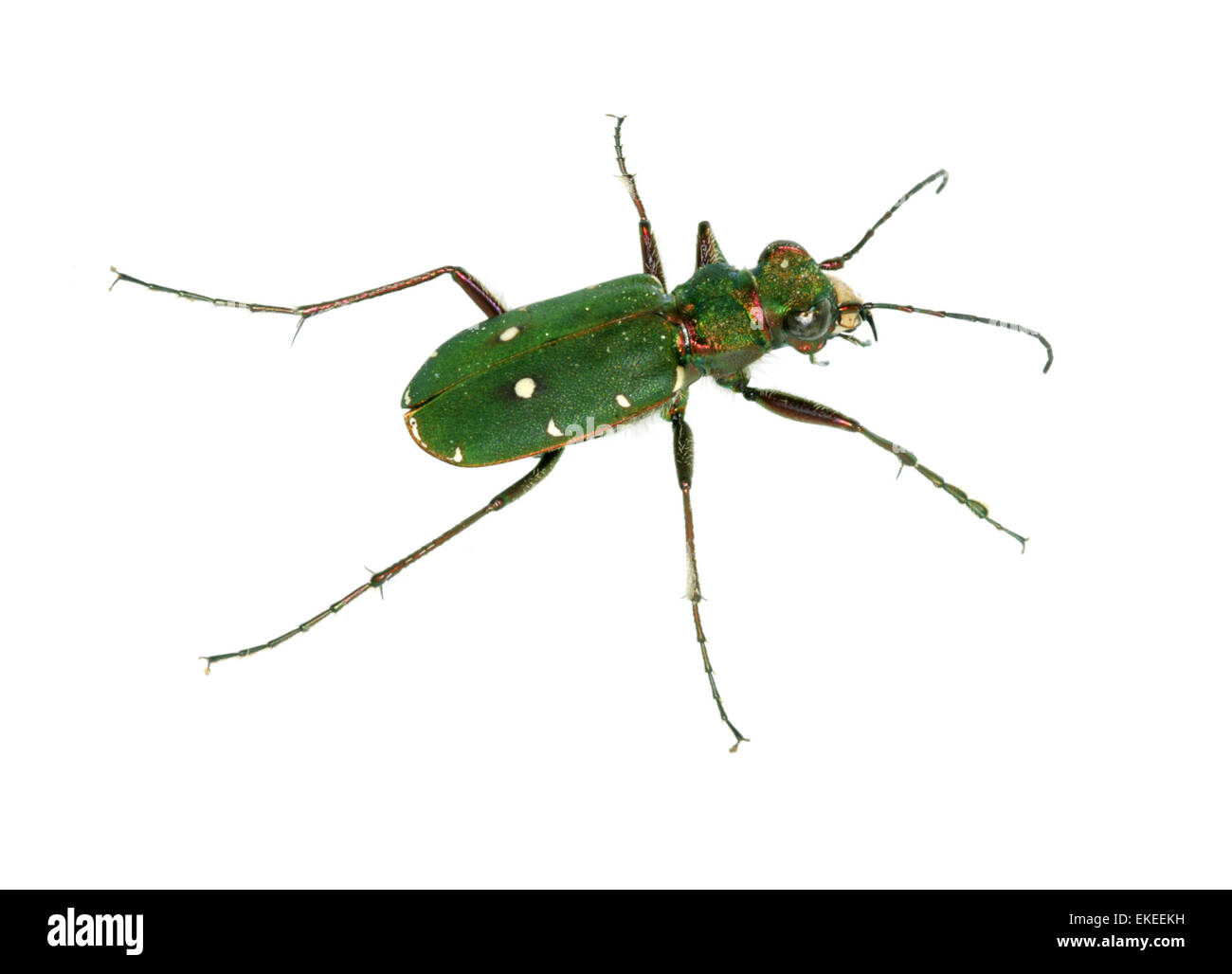 Tigre verde Beetle - Cicindela campestris Foto de stock