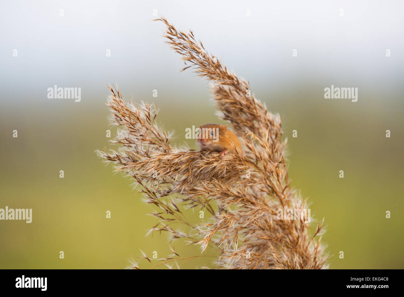 La cosecha de trigo de ratón Foto de stock