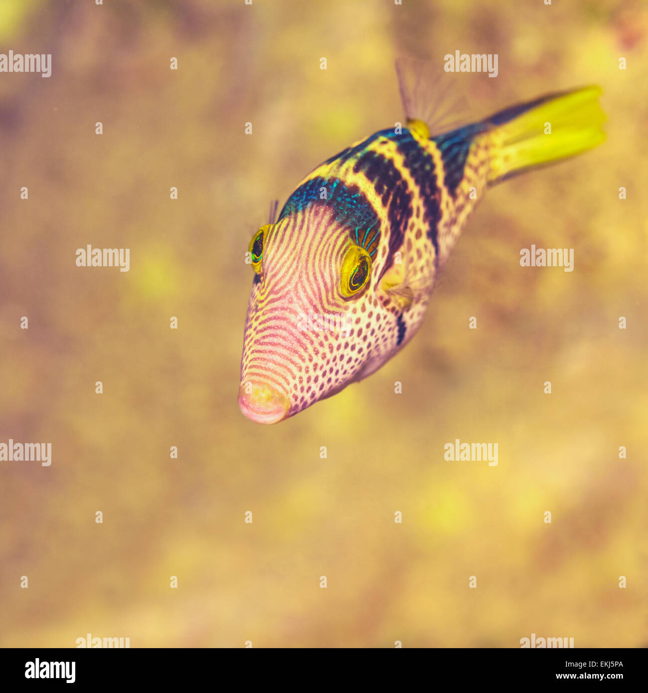 Los pequeños peces tropicales la blacksaddle filefish Foto de stock