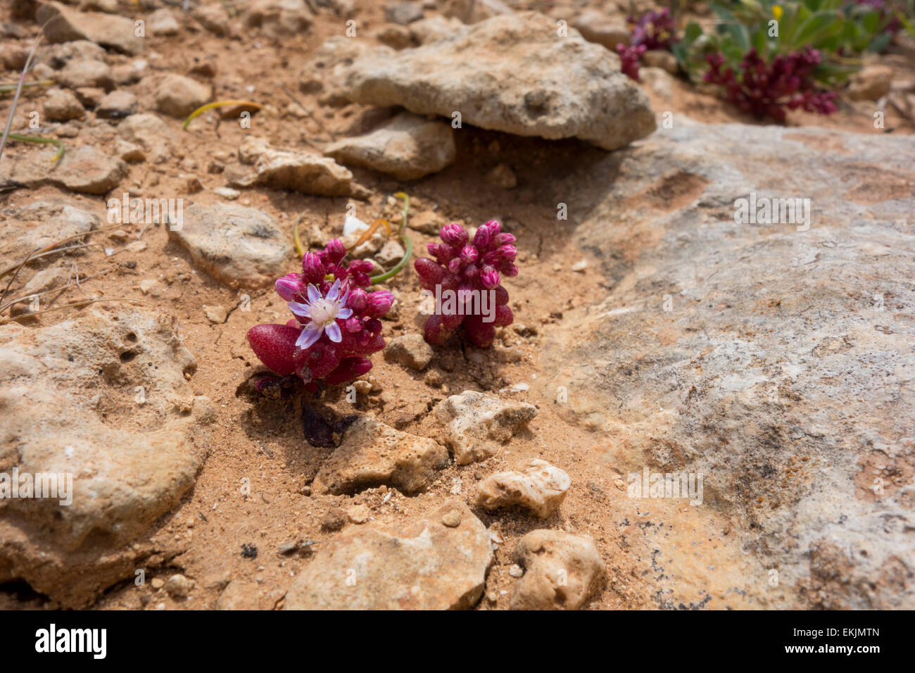Azure, Sedum caeruleum stonecrop, desde la orilla rocosa de las islas maltesas. Foto de stock
