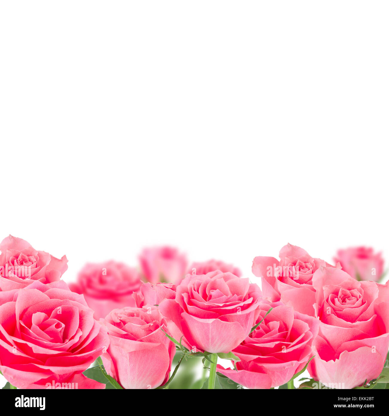 Rosas rosas naturales antecedentes, cerca. Foto de stock