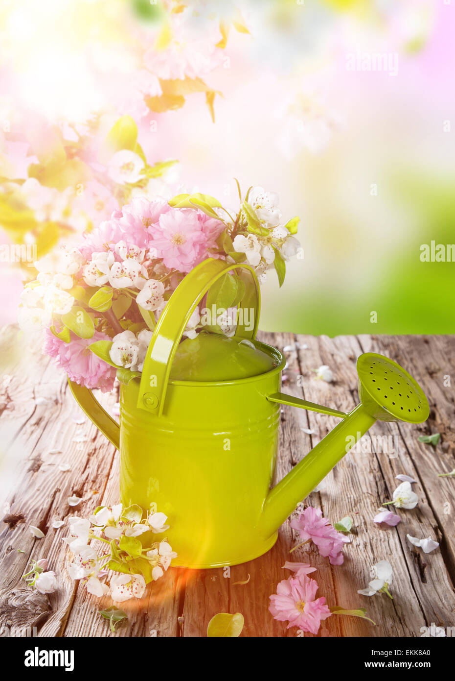 Fondo de primavera con hermosa flor y puede Foto de stock