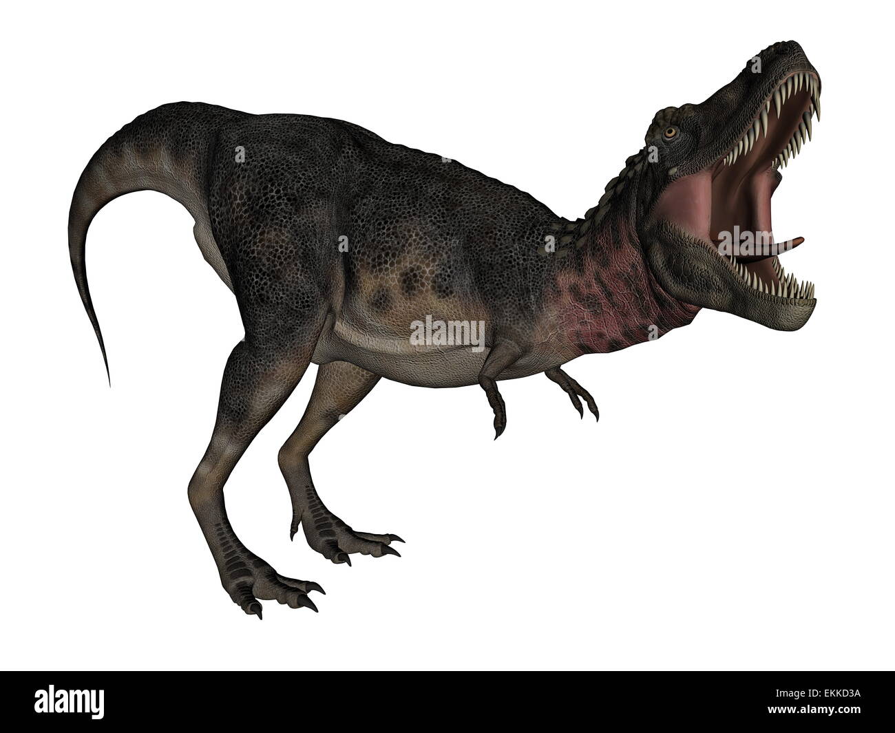 Rugido de dinosaurio Tarbosaurus aislado en fondo blanco - 3D Render  Fotografía de stock - Alamy