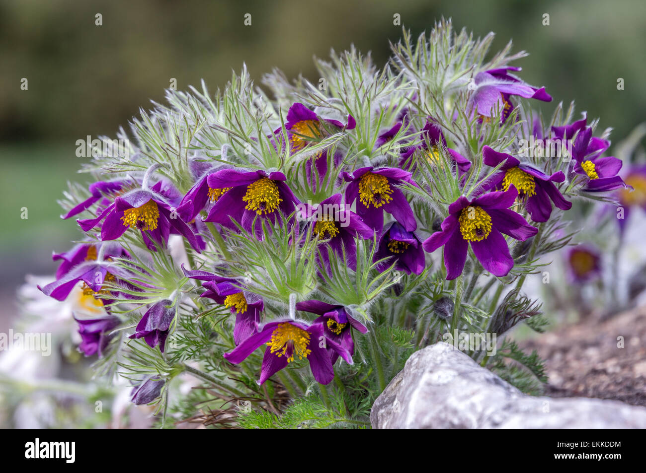 Pasque flower Pulsatilla rubra cluster en plena floración Foto de stock