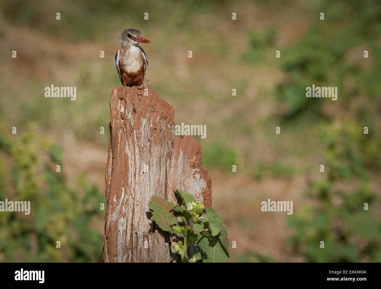 Kingfisher de cabeza gris posado Foto de stock
