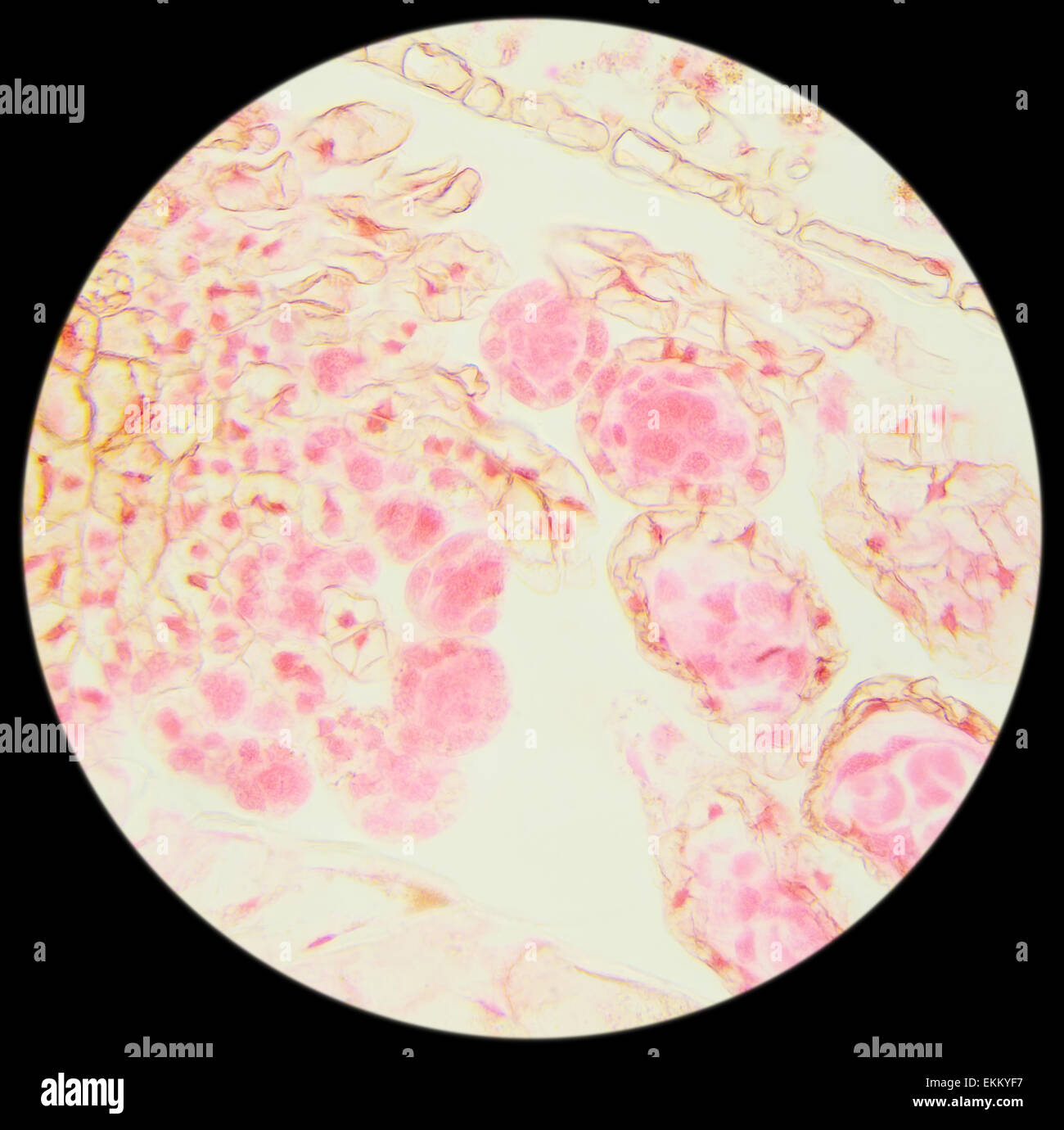 Corte de hojas de helecho bajo un microscopio, hoja de helecho (seg