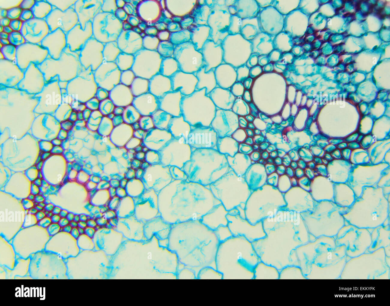Pedúnculo de una sección transversal de cereales bajo el microscopio (tallo de maíz C.S.), 400x
