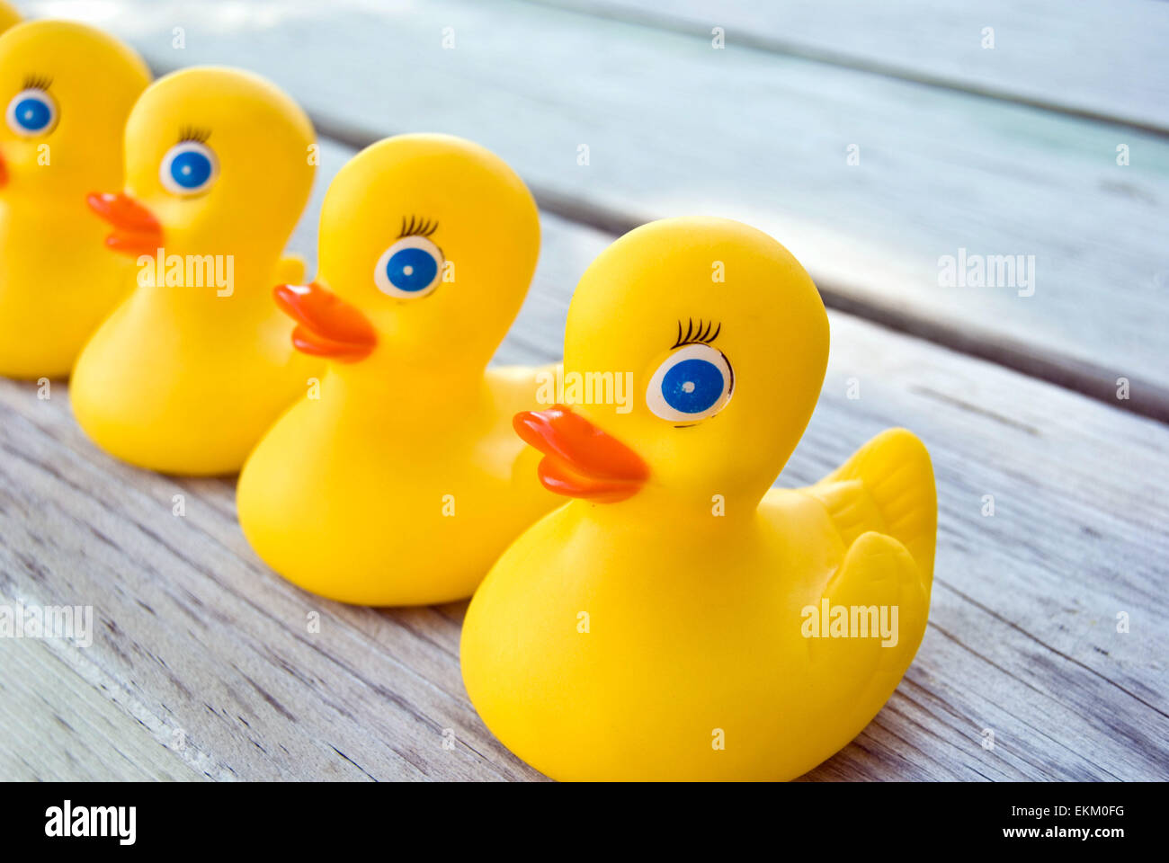 Amarillo patitos de goma en una fila de madera desgastada. Foto de stock