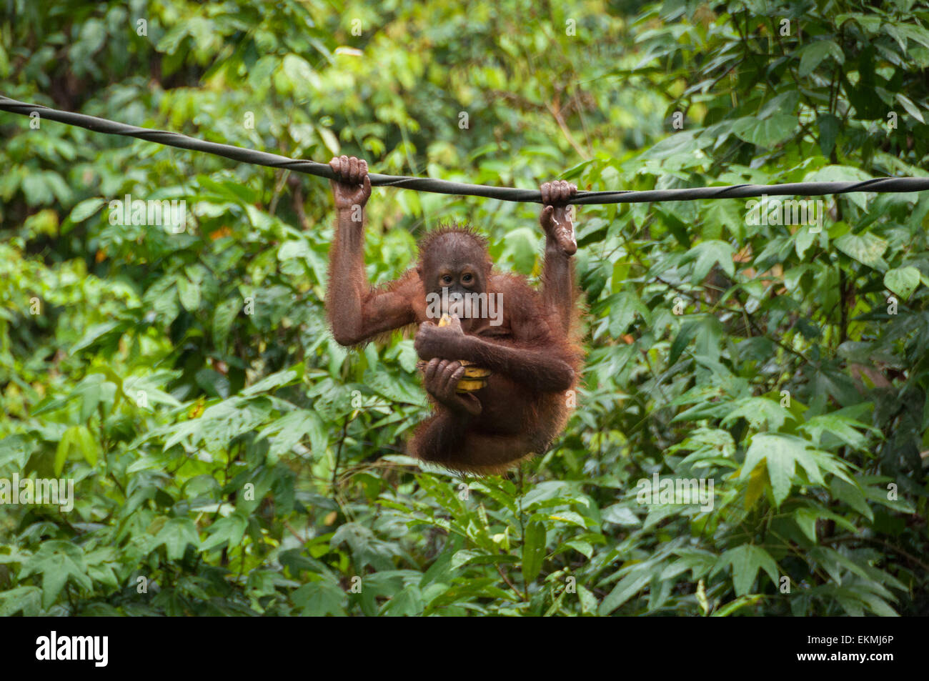 Santuario de orangutanes Sepilok, Sabah, Borneo, Malasia Foto de stock