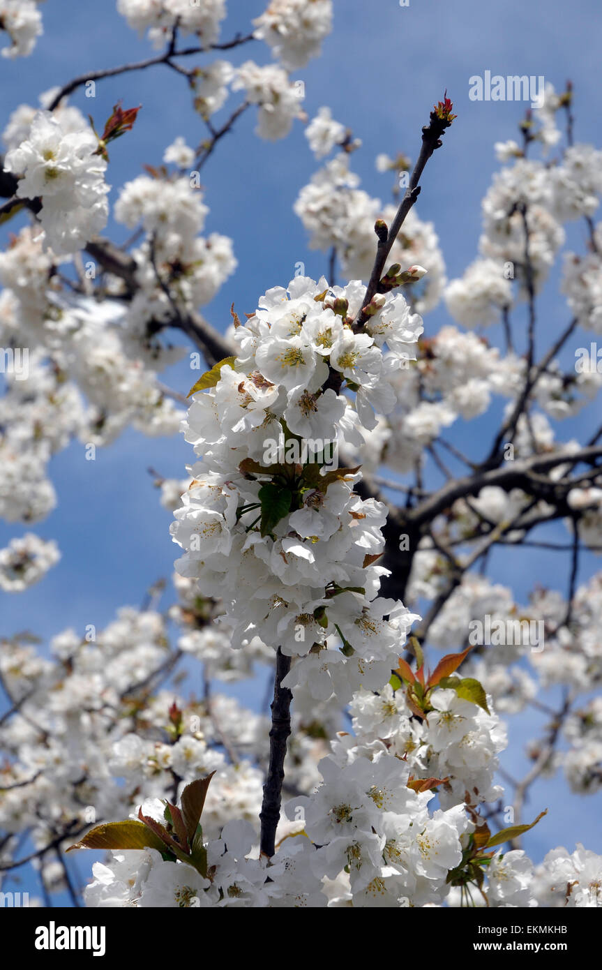 Los cerezos en flor, blanco, árbol de cerezo, flor, fruto, la