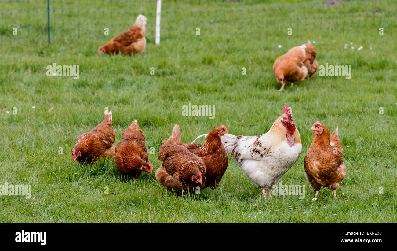 Un surtido de pollos orgánicos en Abril 13, 2015 en Liebenberg Loewenberger (Tierra), Alemania. Foto: picture alliance/Robert Schlesinger/Picture Alliance Foto de stock