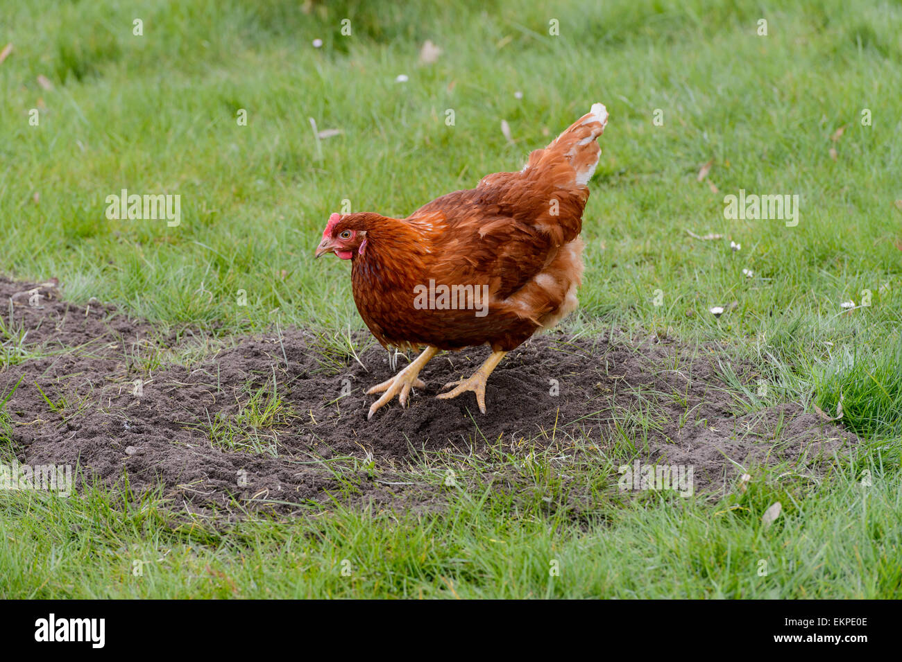 Un surtido de pollos orgánicos en Abril 13, 2015 en Liebenberg Loewenberger (Tierra), Alemania. Foto: picture alliance/Robert Schlesinger/Picture Alliance Foto de stock