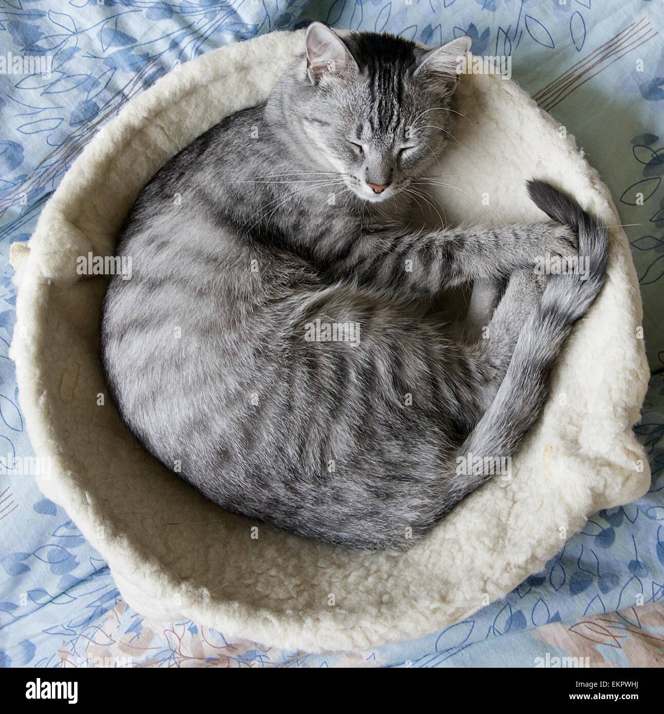 Gato durmiendo en natural inicio antecedentes, perezoso gato cara estrecha, soñoliento pequeño perezoso gato, animal doméstico en la hora de la siesta,desaturat Foto de stock