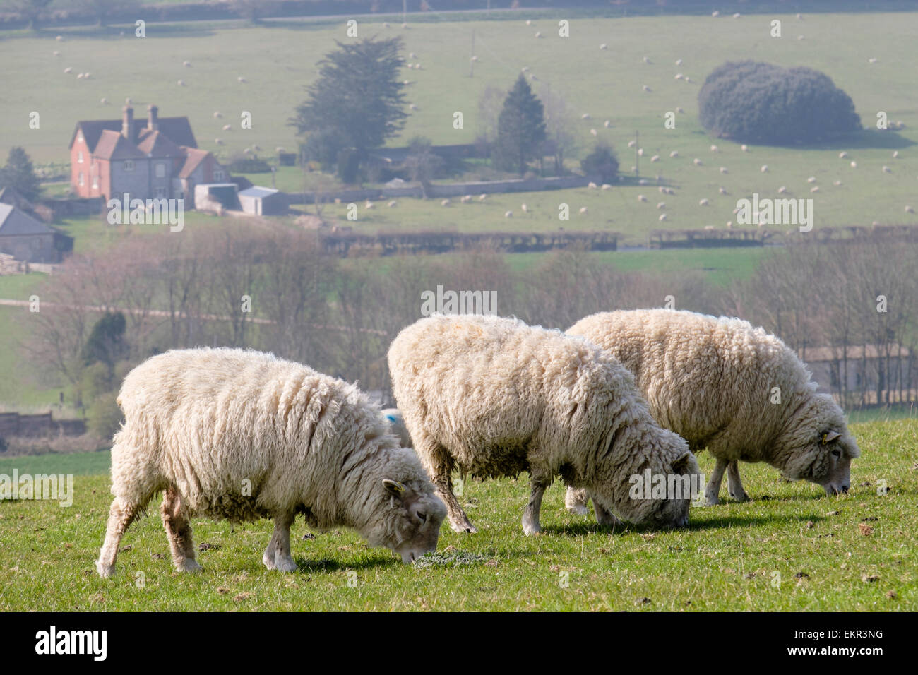 Tres Poll Dorset ovejas pastando en tierras agrícolas en Haye's en South Downs Parque Nacional Cerros. West Dean Chichester, West Sussex, Inglaterra Gran Bretaña Foto de stock