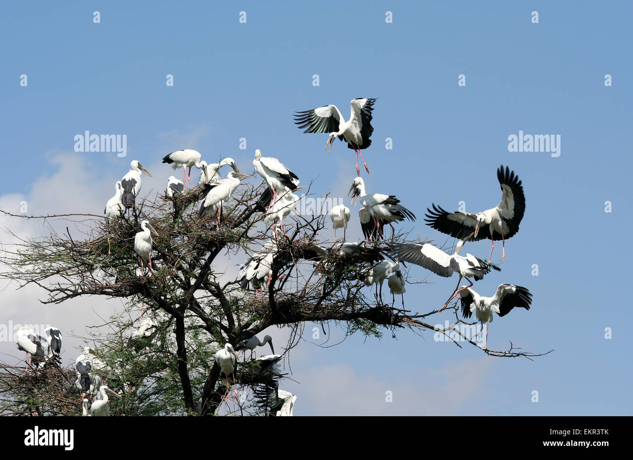 Asian Openbill Stork, Anastomus Oscitans Foto de stock
