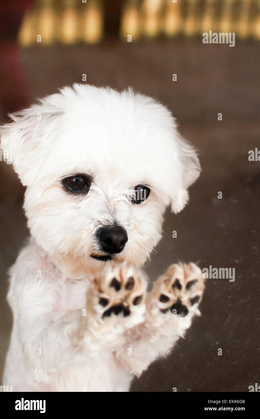 Perro maltés paws en la puerta de vidrio Foto de stock