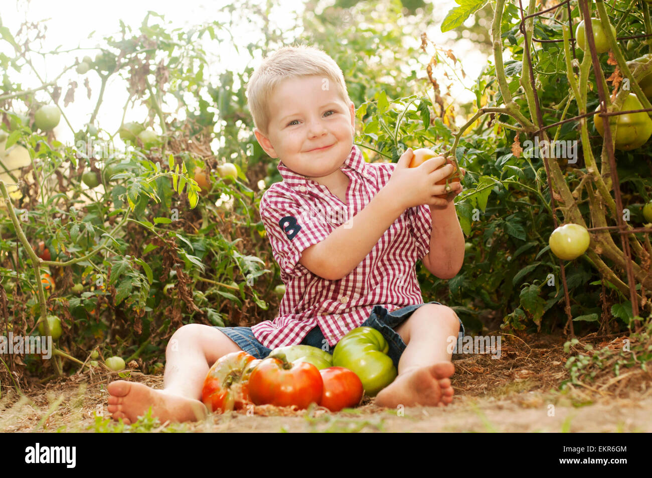 Chico en homegrown jardín recogiendo y recogiendo tomates heredados Foto de stock