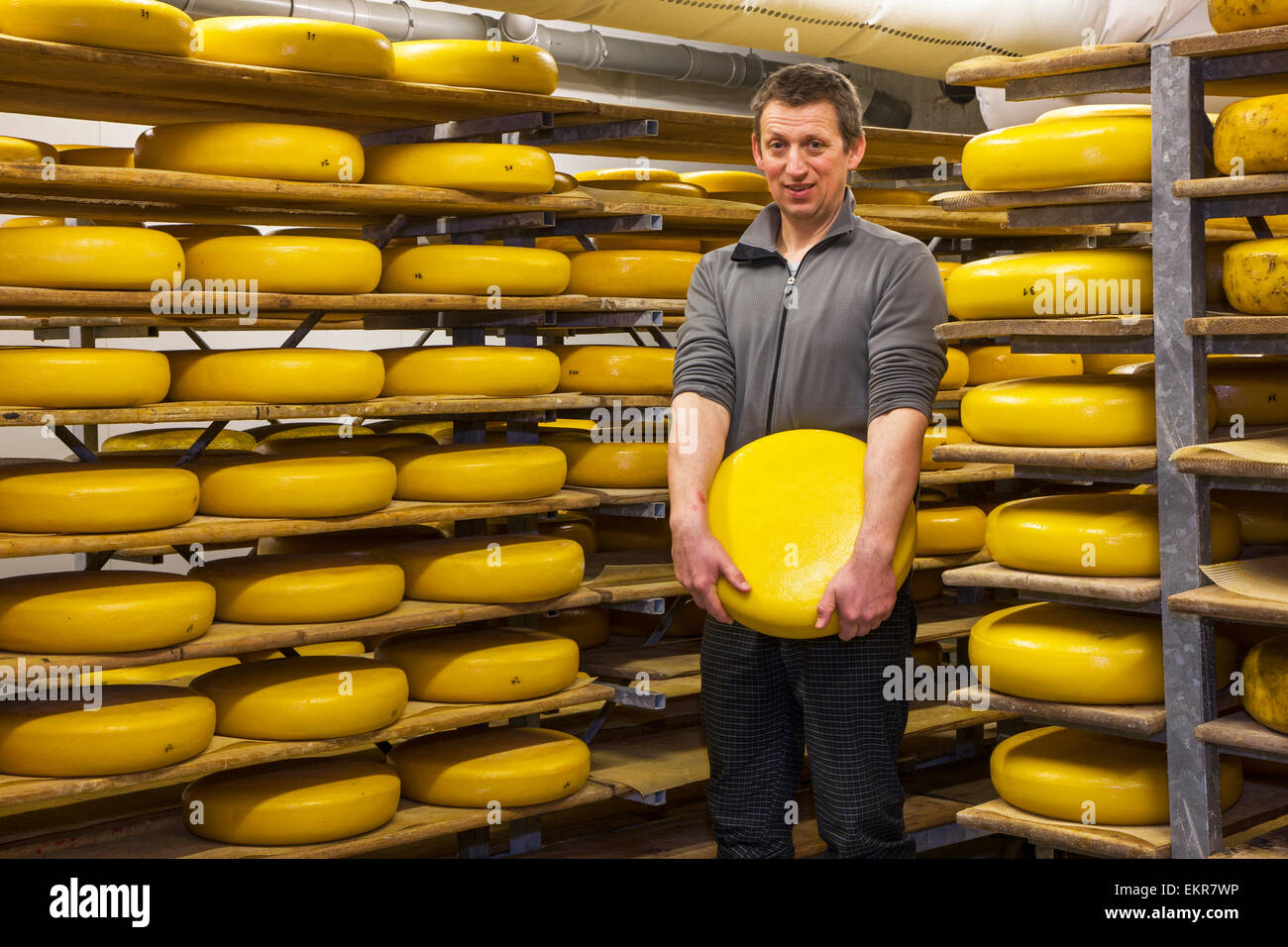 Maker con queso artesanal de quesos regionales rueda de envejecimiento en estantes en quesería Foto de stock