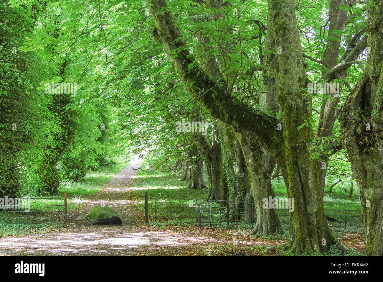 Verde avenida con árboles viejos en Muckross Abbey, Condado de Kerry, Irlanda Foto de stock