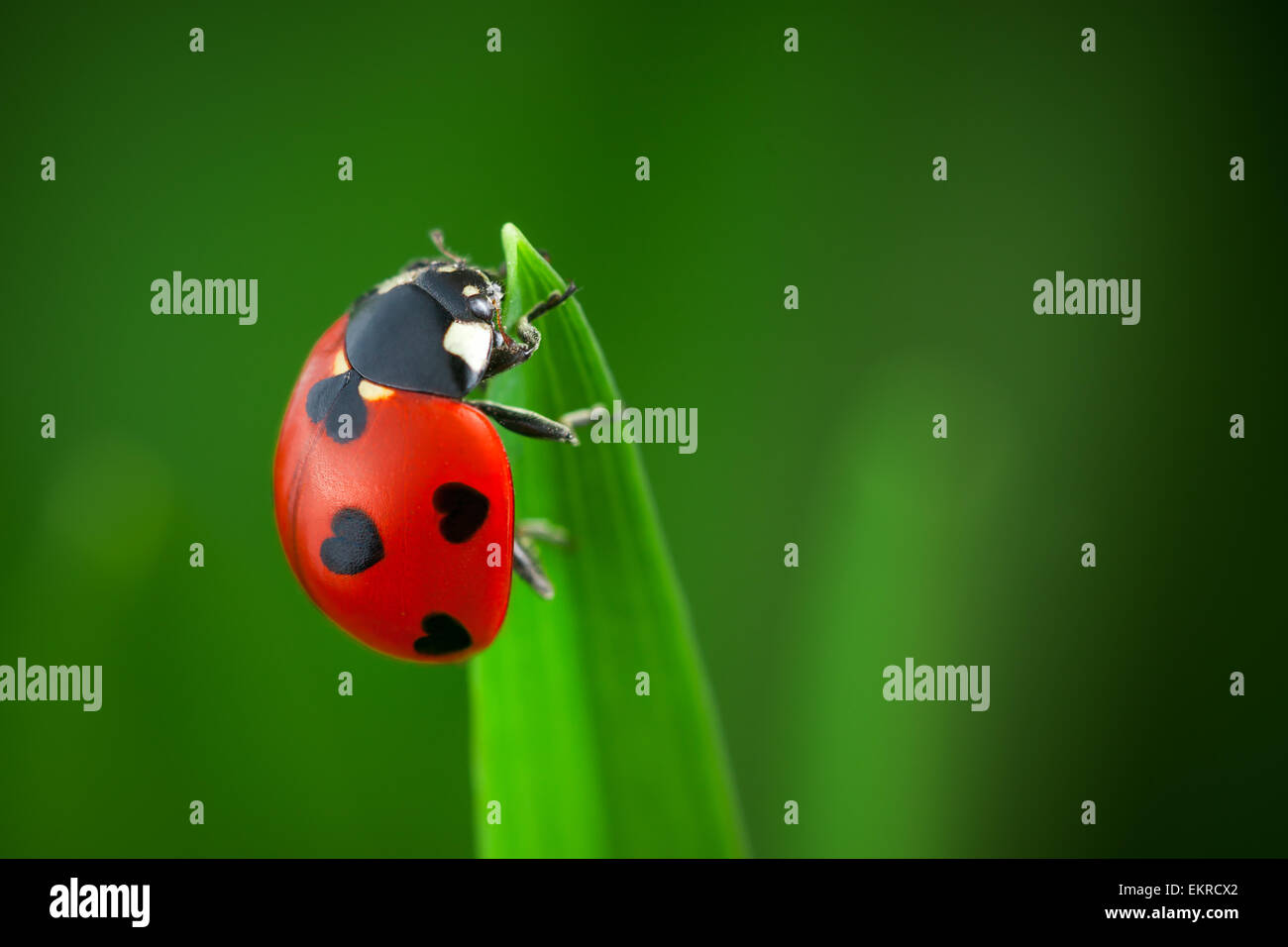 Ladybug con corazones en la espalda Foto de stock